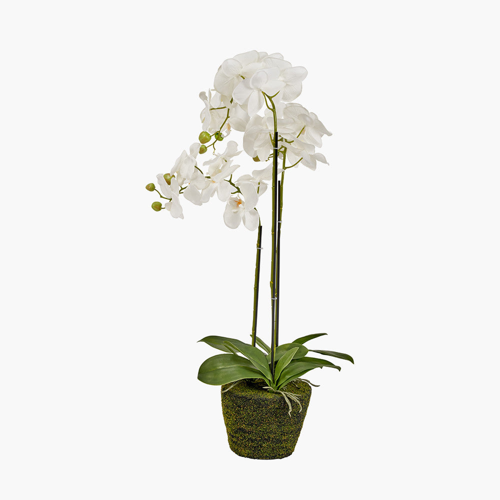 Artificial White Orchid in Moss Pot | Medium